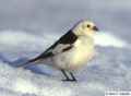 Пуночка фото (Plectrophenax nivalis) - изображение №3044 onbird.ru.<br>Источник: www.allaboutbirds.org
